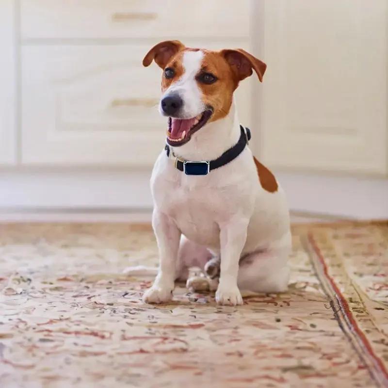 G12 Smart GPS pet tracker collar, blue waterproof collar on a happy dog indoors