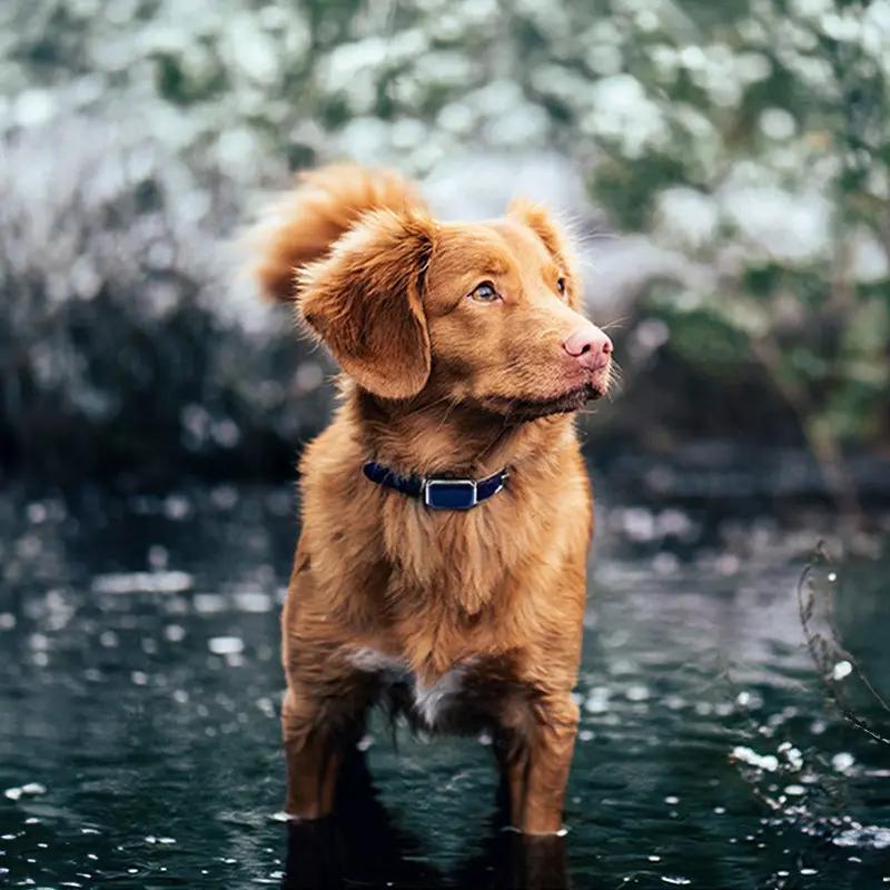 G12 Smart GPS pet tracker collar, blue waterproof collar on a golden dog standing in water