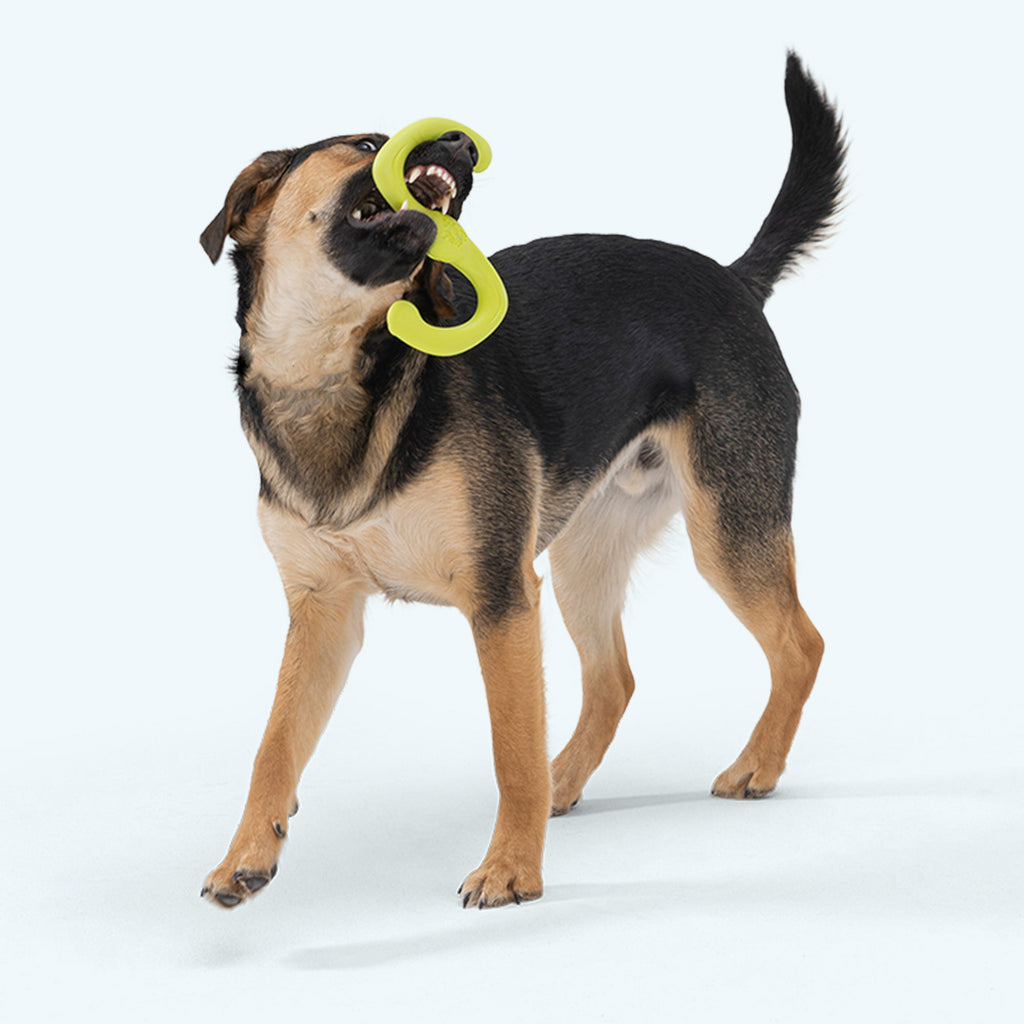 Dog stretching the Bumi Ruby tug toy during tug-of-war.