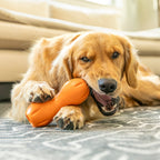 Dog happily chewing a natural dental stick.
