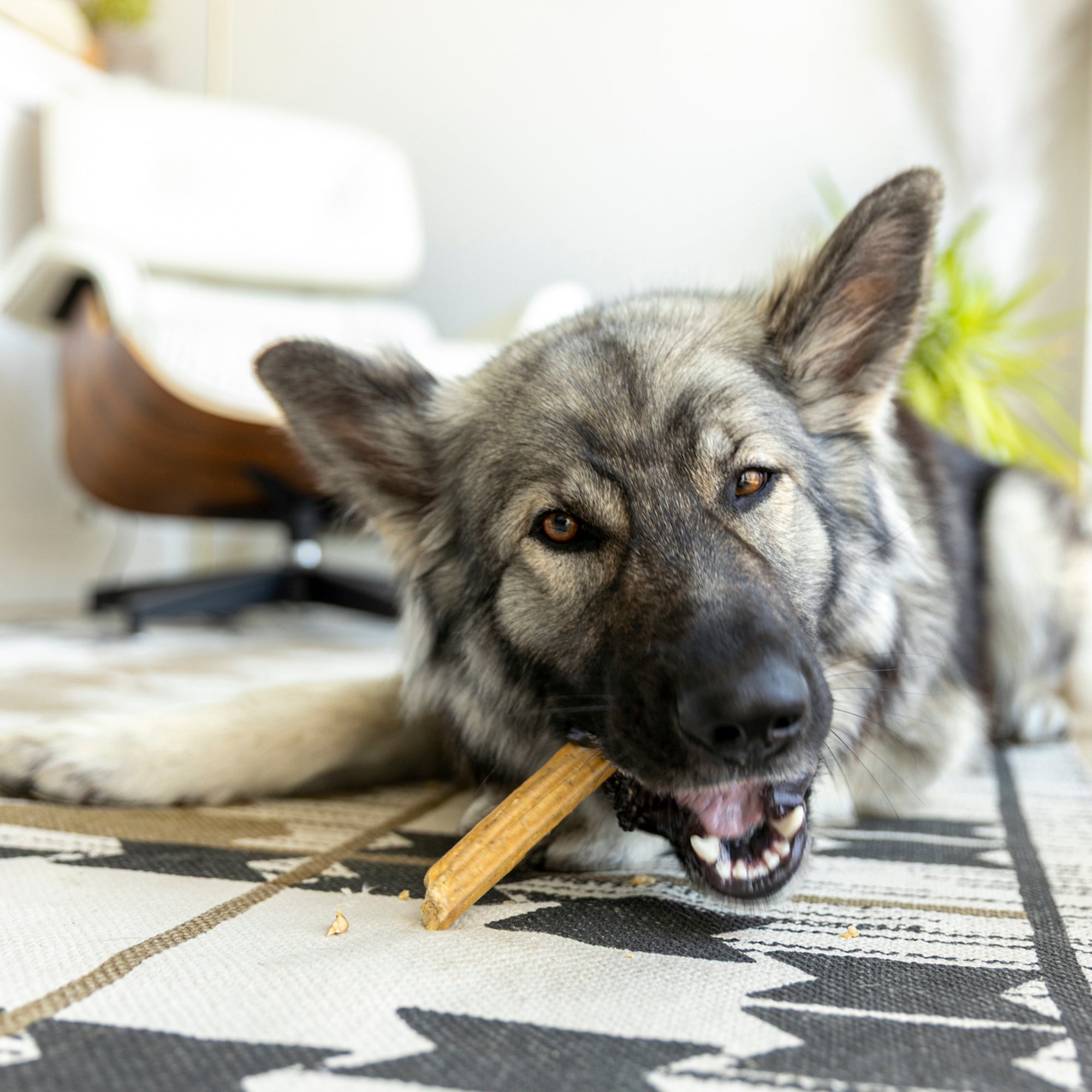 Close-up of a natural dental stick for large dogs.